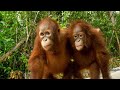 view Three’s a Crowd in this Orangutan Relationship digital asset number 1