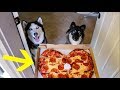 My Huskies Order Pizza Without Me!