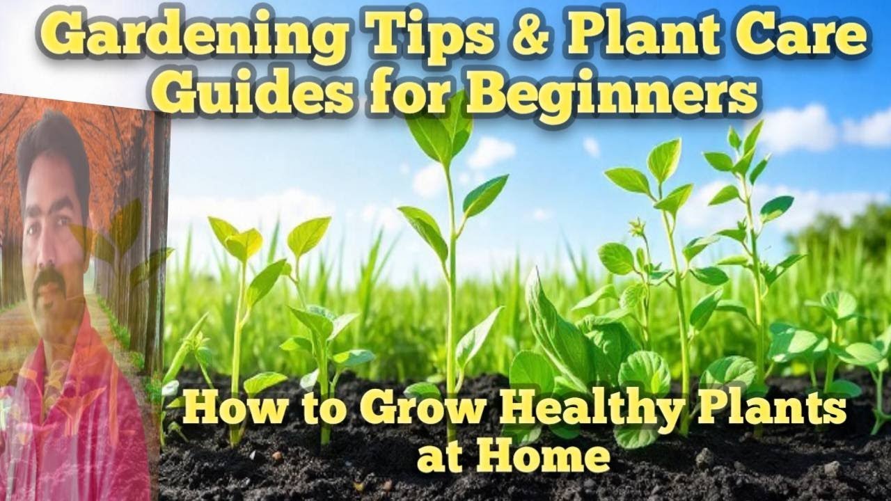 Gardening Tips & Plant Care Guides for Beginners | How to Grow Healthy Plants at Home