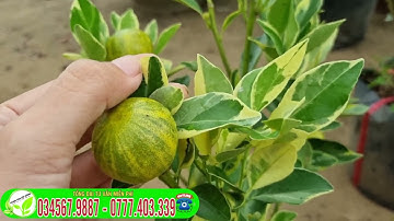 Siêu phẩm  Tắc cẩm thạch CÂY SIÊU ĐẸP  100K  Cây🍋