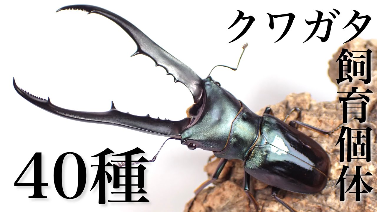Introducing 40 species of stag beetles [Stag beetle breeding