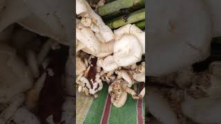 second time muikhumu naimani mini vlog ll