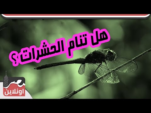فيديو: هل تنام الحشرات؟