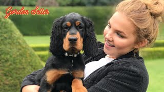 Low Maintenance Wonderful Gordon Setter Dog, Medium size family Dog, A Lovely suitable dog to anyone