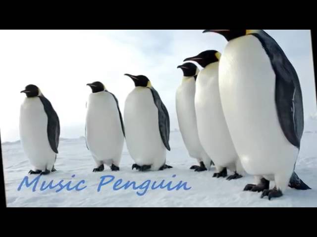 نغمة رقصة البطريق كاملة🐧🐧 - YouTube