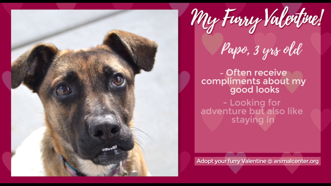 puppy paradise Pet Dog Video Profile: Papo