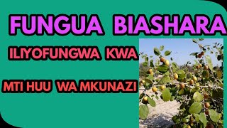 FAIDA ZA MTI WA MKUNAZI, No.2 FAIDA ZA MTI WA MKUNAZI, No.2