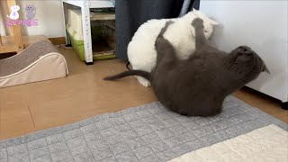 집고양이 싸움 특징
