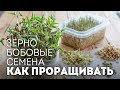 КАК ПРОРАЩИВАТЬ зерно, бобовые, семена🍴Жизнь - Вкусная!