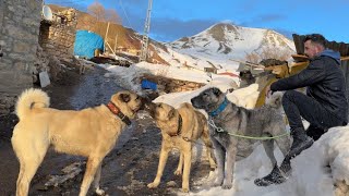 YENİ SÜRPRİZİME HAZIR OLUN ! AZATTO ORTALIĞI DAĞITTI