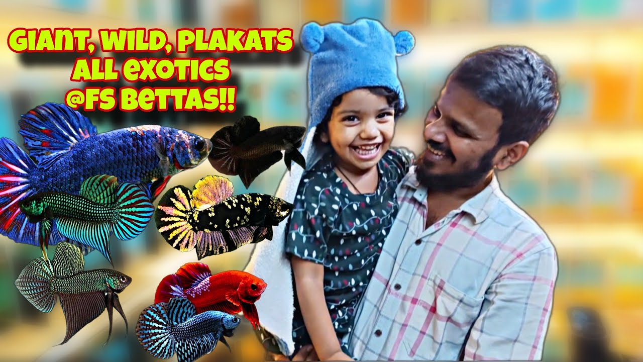 Rare bettas available for sale at reasonable prices    @fsbettaofficial 