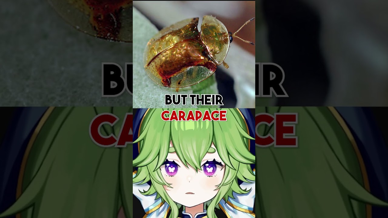 THE MOST BEAUTIFUL BEETLE IN THE WORLD?!