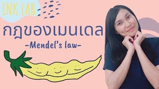 🧬การถ่ายทอดลักษณะทางพันธุกรรม 2 : กฎของเมนเดล กฎการแยก กฎการรวมกลุ่มอย่างอิสระ [Biology#2]