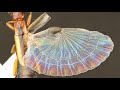 Origami tricks learned from insect wings enable highly collapsible structures