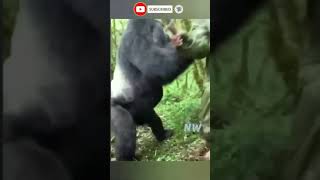 Close Call Gorilla Charge
