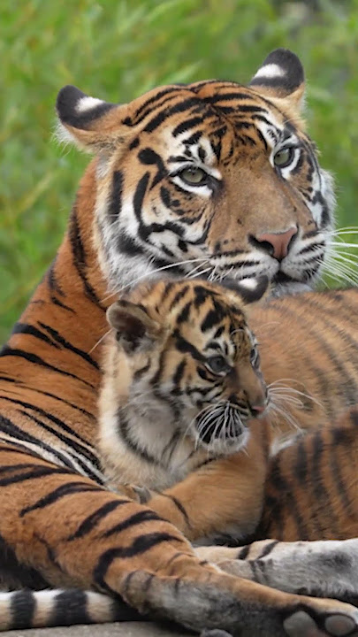 Anak Harimau yang Menggemaskan Bermain dengan Mama Tiger!
