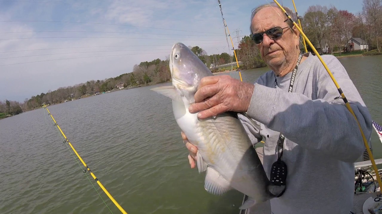 GOPR1186/Lake Norman/Blue Catfish/March 21, 2019 YouTube