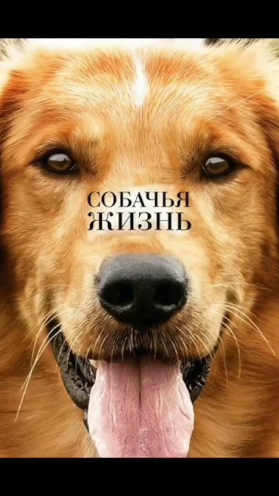 фильмы для собак - YouTube
