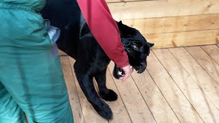 картинка: РЕАКЦИЯ ЯГУАРА НА ВОЗДУШНЫЕ ШАРЫ / День рождения пантеры Виты с рысями, медведем и ламой