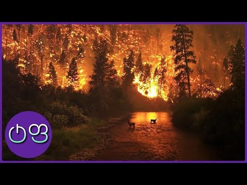 როგორ მოვიქცეთ ტყის ხანძრის დროს? ★ ტოპ ფაქტები ★