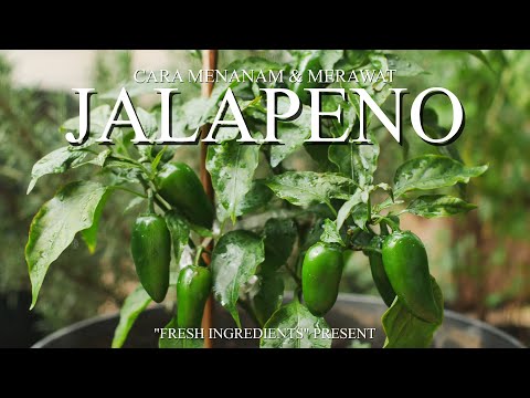 Video: Jalapenos Tidak Panas - Cara Mendapatkan Paprika Jalapeno Panas