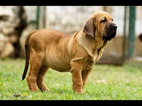 COMO IDENTIFICAR UM FILHOTE DE FILA BRASILEIRO 