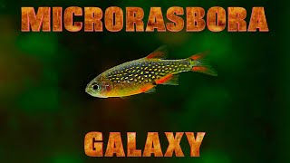 Microrasbora galaxy (Floraquatic)