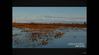 So Many Birds at the Sacramento National Refuge 01.04.2024 (explore.org)