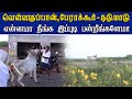 ETSS reckla race -  வெள்ளகுப்பான்,பேராக்கூர் (நடுமாடு-29.09.2021) bulls race