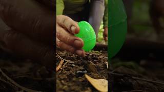 Mencari telur yang berisi Hewan menakutkan! 😱😱😱 - Part 1 #snailhunter