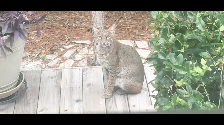 Bella Bobcats - Director's Cut