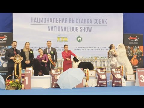 14.04.2024, СПб. Клуб "Элита-2". Рейтинговая выставка "Гран При Петербург-Элита"