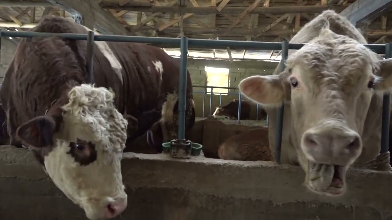 İŞHAN KÖYÜ  HAYVANCİLİK HABERİ DHA NUSRET DURUR