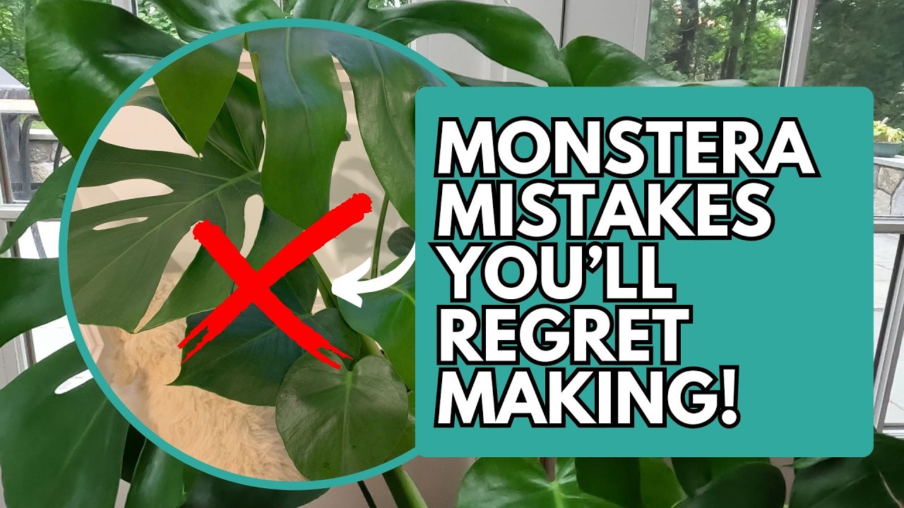 Monstera Mistakes to Avoid | Monstera deliciosa | Monstera Plants