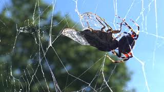 Orb Weaver spider kills Cicada 9 2 18