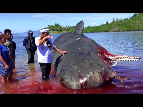 12 UNUSUAL THINGS FOUND AT THE BEACH