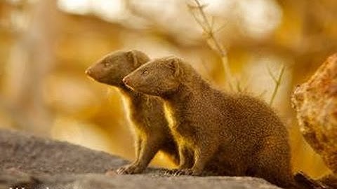 Andy Radford Mongoose