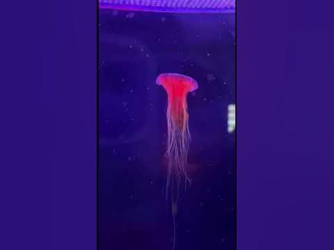 Медуза🪸#природа#медуза#живая#nature#jellyfish#jellyfishfacts # ...