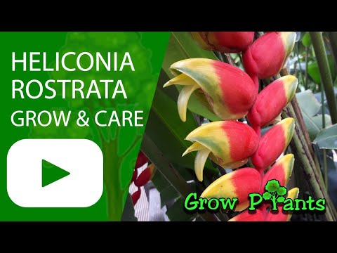 Heliconia rostrata - grow & care (Red palulu)