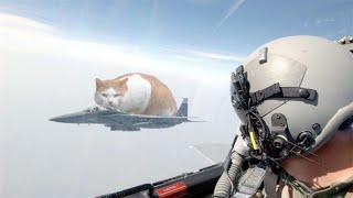 Reasons why cats will conquer the world by Nexy 6,479 views 1 year ago 58 seconds