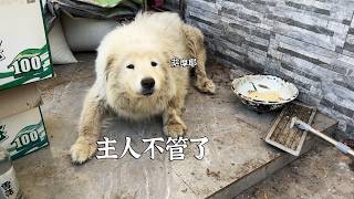 生病得了肿瘤，主人就不再管了。真的没有一点点感情吗？