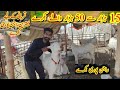 Bhatta chowk Mandi 2021 | Islamabad cow mandi 2021 | Cow mandi Rawalpindi | Bhatta chowk Mandi price