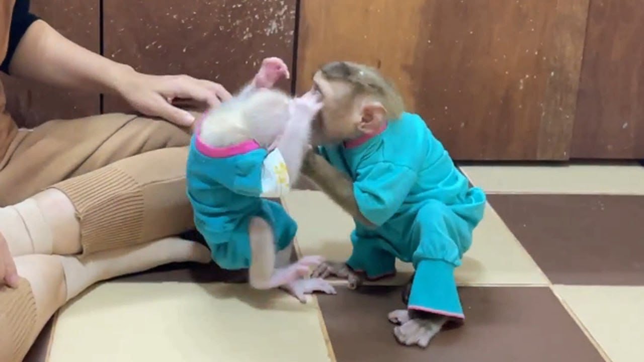 Pity Pavpav Raise Hand Up Anqry Bro Popo Playhard With Him