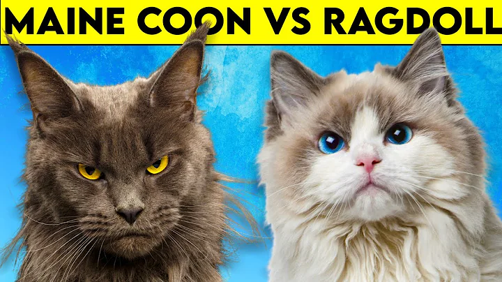 Maine Coon Cat vs Ragdoll Cat - As DIFFERENT As They Can Get! - DayDayNews