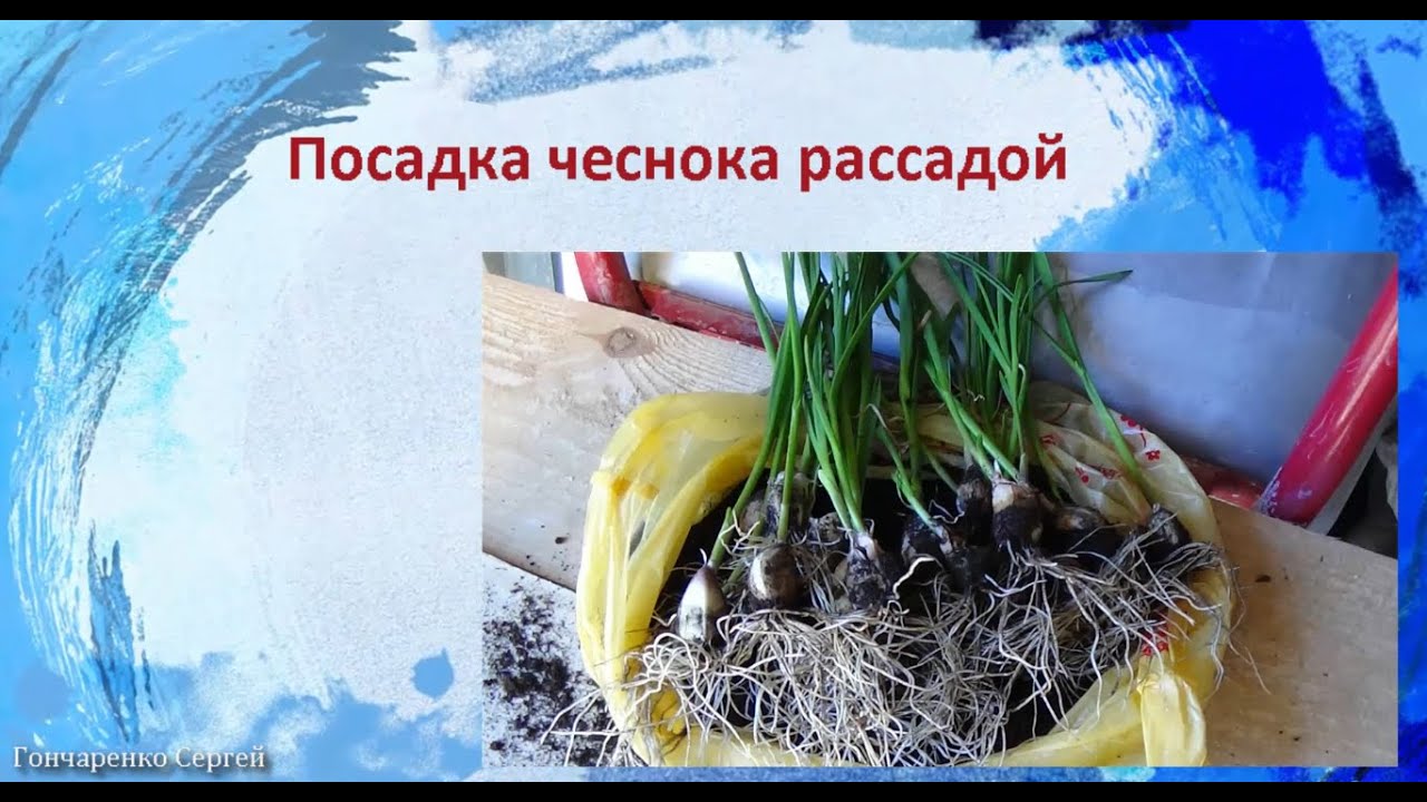 Выращивание и посадка чеснока. Когда и как сажать чеснок Выращивание и посадка чеснока. Когда и как сажать чеснок