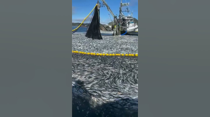 DENİZİ KURUTTU RESMEN #palamut #fish #fishing #balık #balıkavı #hamsi #girgir