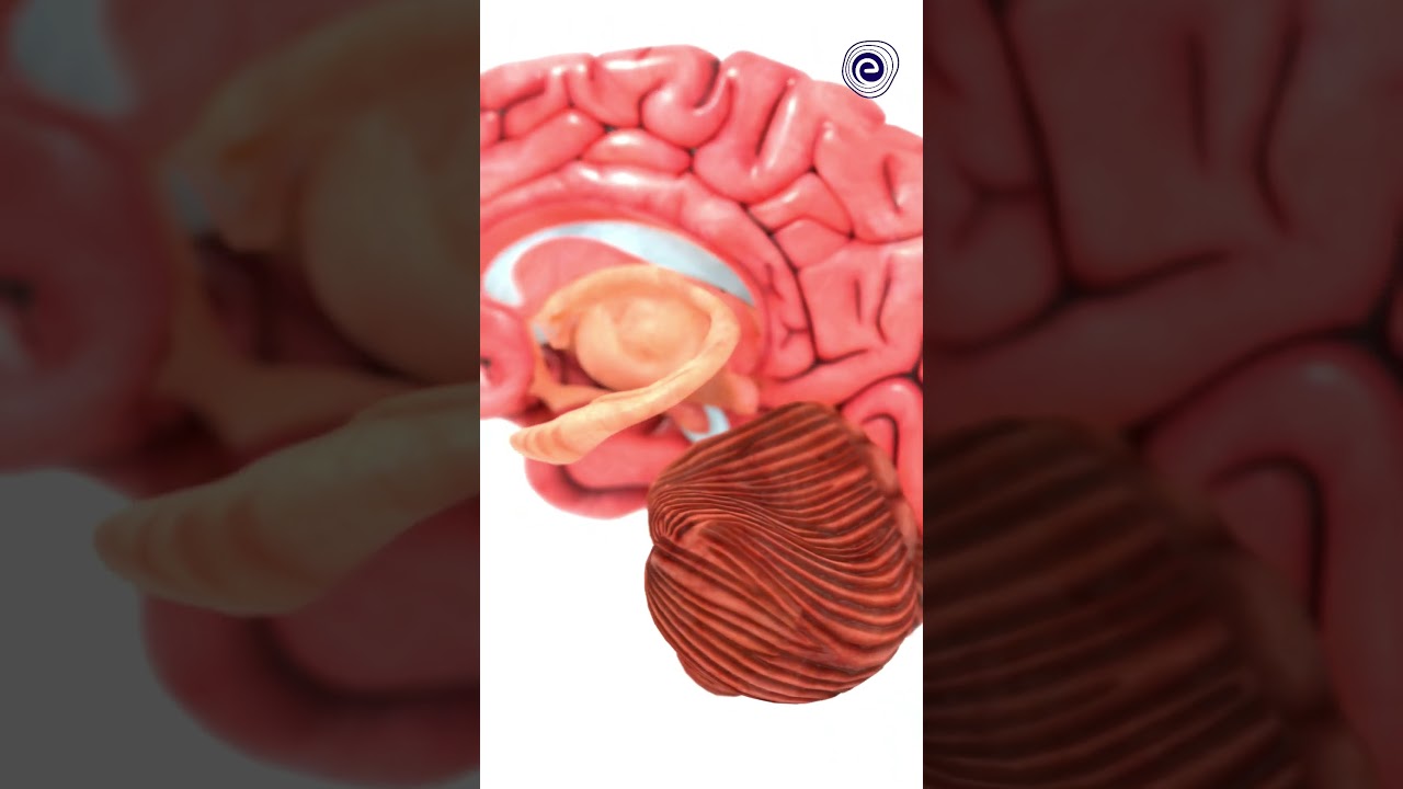 Human Brain Parts & Functions with Animation  Control & Coordination  Biology #shorts #science