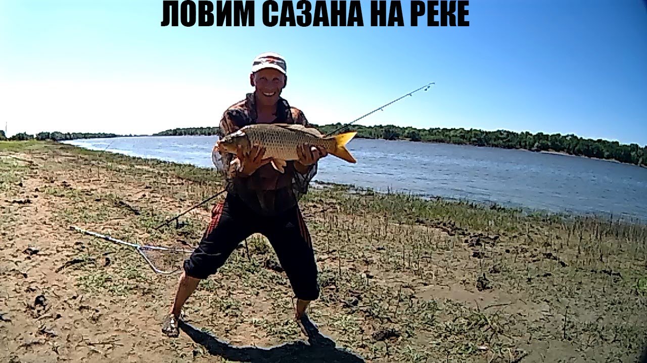 Пугачев клев. Рыбалка на сазана. Астраханская рыбалка на сазана. Бешеный клёв сазана.. Рыбалка на сазана 2020.