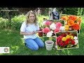 How to plant Begonias (corms/tubers) - FarmerGracy.co.uk