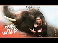 The Last Mahout: The Final Elephant Whisperer (Wildlife Documentary) | Real Wild